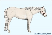 Horse Color:Cremello Sabino  Brindle