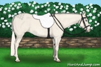 Horse Color:Cremello Sabino  Brindle