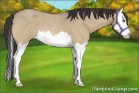 Horse Color:Buckskin Roan Dun Splash