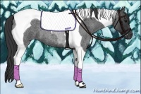 Horse Color:Blue Roan Tobiano 