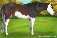 Horse Color:Brown Sabino Splash 
