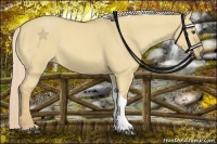 Horse Color:Palomino Dun Tobiano 