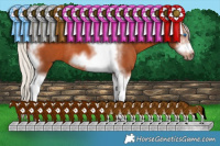 Horse Color:White Spotted Silver Bay Splash Tobiano Frame Rabicano