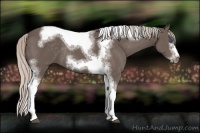 Horse Color:White Spotted Silver Black Splash Tobiano Frame Rabicano