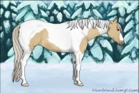 Horse Color:Palomino Dun Tobiano 