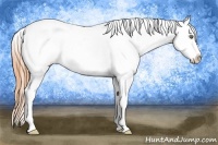 Horse Color:Amber Cream Champagne Roan Splash Appaloosa Rabicano