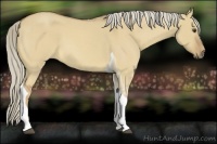 Horse Color:Palomino Roan Dun Tobiano