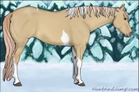Horse Color:Palomino Dun Tobiano