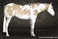 Horse Color:White Spotted Silver Brown Dun Splash Rabicano 