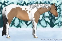 Horse Color:Bay Dun Tobiano