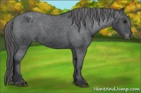 Horse Color:Black Frame Appaloosa 