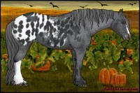 Horse Color:Black Appaloosa