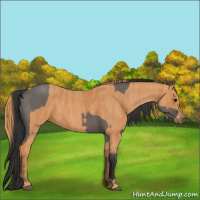 Horse Color:Brown Dun  Brindle
