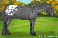 Horse Color:Black Appaloosa
