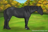 Horse Color:Black Rabicano 
