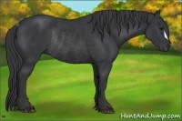 Horse Color:Black Rabicano 