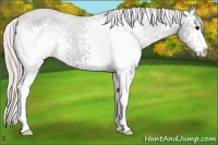 Horse Color:White Spotted Silver Black Appaloosa 