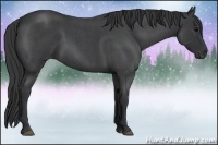 Horse Color:Blue Roan Rabicano