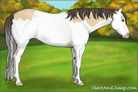 Horse Color:Amber Cream Champagne Splash