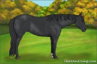 Horse Color:Black Rabicano 
