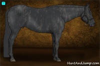 Horse Color:Black Brindle