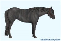 Horse Color:Black  Brindle