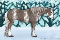 Horse Color:White Spotted Silver Black Splash