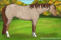 Horse Color:Red Dun Roan 