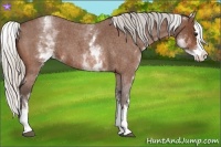 Horse Color:White Spotted Silver Bay Roan Splash 