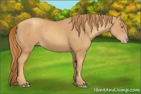 Horse Color:Gold Champagne 