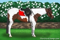 Horse Color:Bay Tobiano 