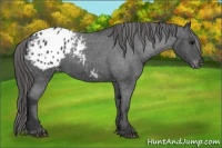 Horse Color:Blue Roan Varnish 