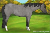 Horse Color:Grullo Roan 