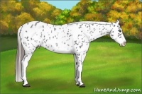 Horse Color:White Spotted Blue Roan Splash Frame Appaloosa 