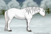 Horse Color:Silver Blue Roan Splash Frame Appaloosa