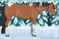 Horse Color:Bay Tobiano 