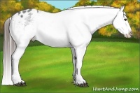 Horse Color:White Spotted Blue Roan Splash Frame Appaloosa