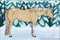 Horse Color:Palomino Dun Tobiano