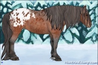 Horse Color:Brown Appaloosa  Brindle