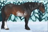 Horse Color:White Spotted Brown 
