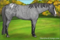 Horse Color:White Spotted Blue Roan Splash Frame Appaloosa