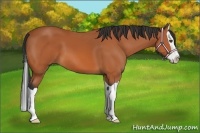 Horse Color:Bay Splash 