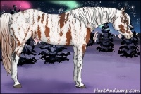 Horse Color:Brown Roan Appaloosa  Brindle