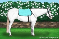 Horse Color:Red Dun Varnish 