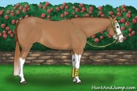 Horse Color:Chestnut Splash