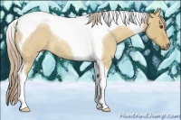 Horse Color:Palomino Roan Dun Tobiano