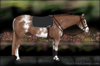 Horse Color:White Spotted Chestnut Sabino Splash 
