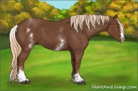 Horse Color:White Spotted Chestnut Sabino Splash