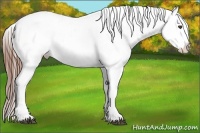 Horse Color:Chestnut Splash Appaloosa 