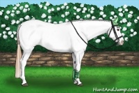 Horse Color:Chestnut Appaloosa